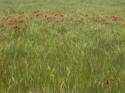 cultivo de cebada con Papaver rhoeas