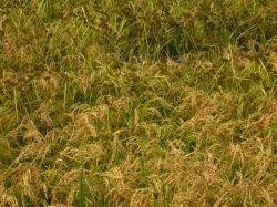 arrozal con Cyperus difformis