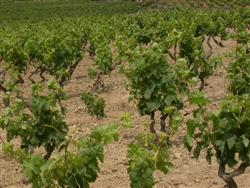 viñedo