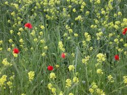 Sinapis arvensis, Papaver rhoeas y Avena sterilis en campo de trigo
