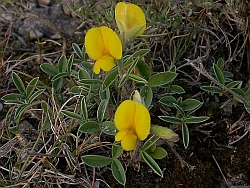 Argyrolobium