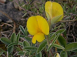 Argyrolobium