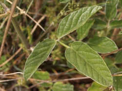 Bituminaria