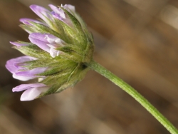 Bituminaria