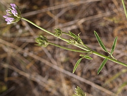 Bituminaria