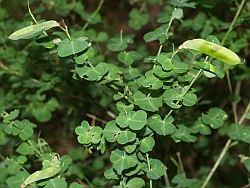 Cytisophyllum