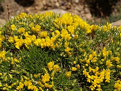 Echinospartum