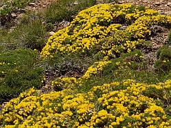 Echinospartum