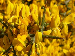 Genista