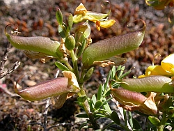 Genista