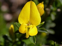 Genista
