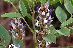 Glycyrrhiza
