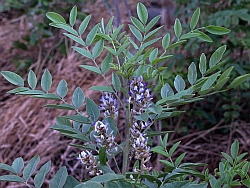 Glycyrrhiza