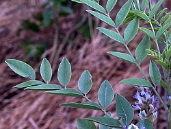 Glycyrrhiza