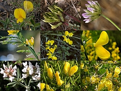Hoja trifoliada de Trifolium incarnatum