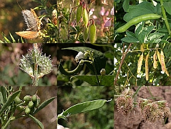 Hoja trifoliada de Trifolium incarnatum