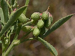 Melilotus