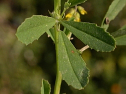 Melilotus