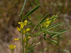 Melilotus