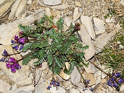 Oxytropis