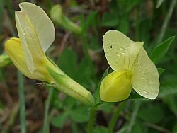 Flores de Tetragonolobus maritimus