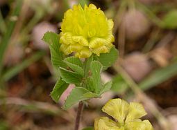 Trifolium campestre