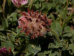 Trifolium fragiferum