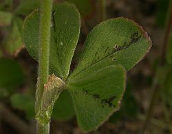 Hoja trifoliada de Trifolium incarnatum