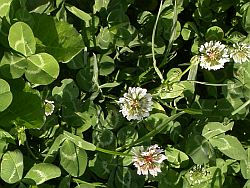 Trifolium repens