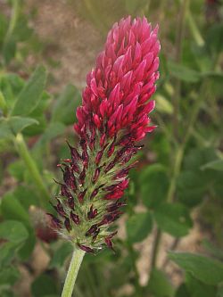 Trifolium incarnatum