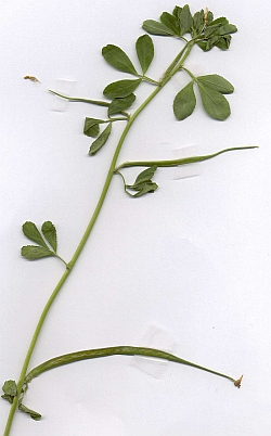 Trigonella