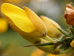 Ulex