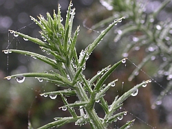 Ulex