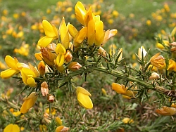 Ulex