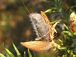 Ulex