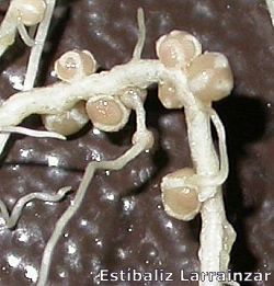 n�dulos determinados en Lotus japonicus