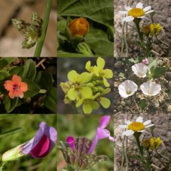 flores e inflorescencias de diversas especies