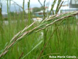 Festuca pratensis
