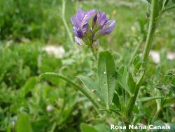 Medicago sativa