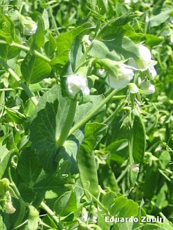 Pisum sativum