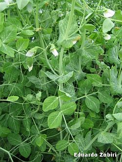 Pisum sativum