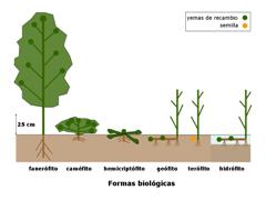 formas biol&oacute;gicas