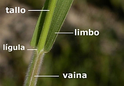 hoja de Gram�nea