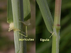 aur&iacute;culas (Hordeum vulgare) y l&iacute;gula (Bromus sterilis)
