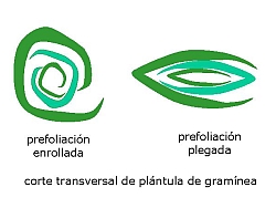 tipos de prefoliaci�n