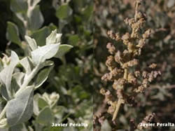 Atriplex halimus
