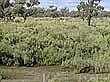 Atriplex nummularia
