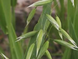 Avena sativa
