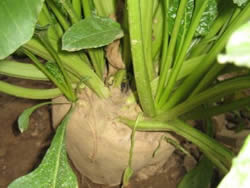 Beta vulgaris