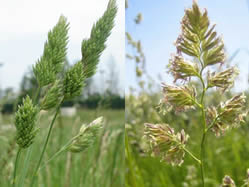 Dactylis glomerata